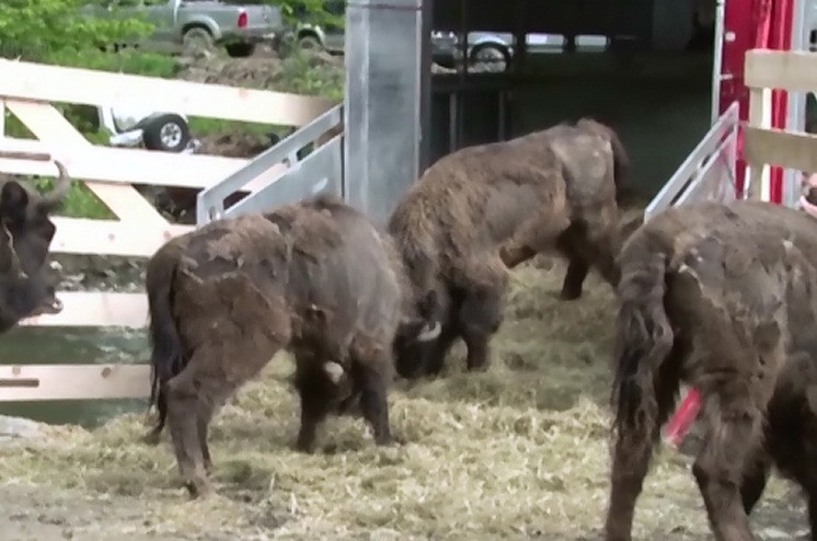 Trei zimbri din rezervatia naturala din Muntii Tarcu, Caras Severin, au murit. Medicii cred ca au avut boala limbii albastre