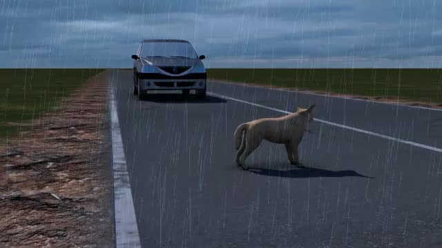 A salvat viata cainelui, dar si-a ucis mama. FILMUL unui accident pe care un sofer il va regreta toata viata