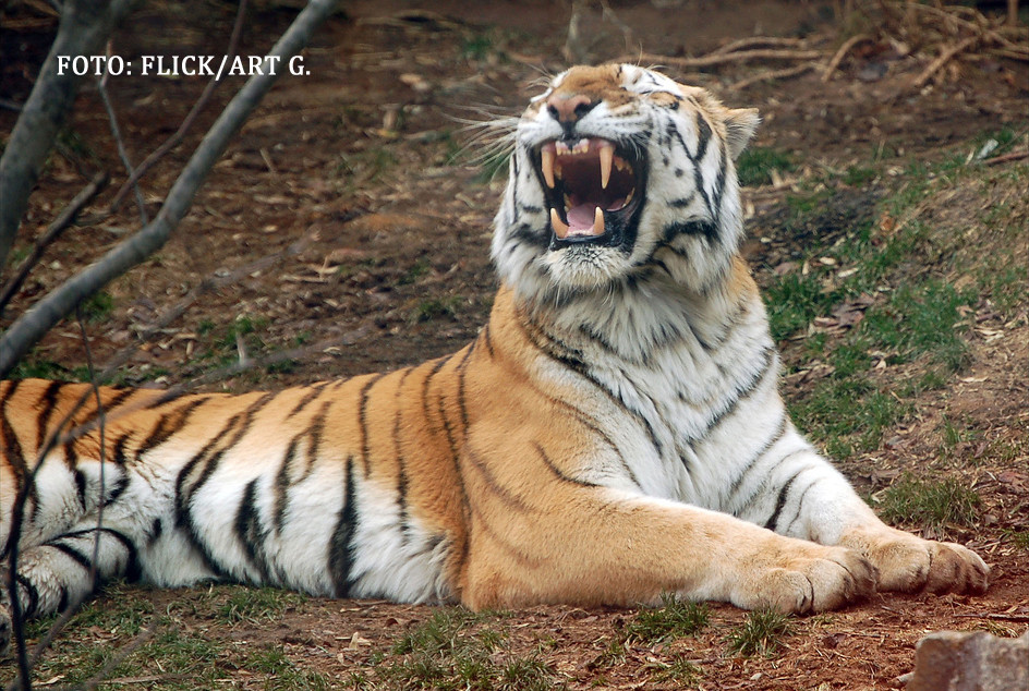 Dupa leul Cecil, si tigrul lui Putin a fost impuscat. Detaliul pe care presa din Rusia incearca sa il ascunda