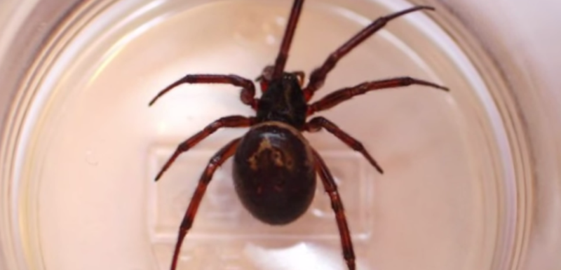 A fost desfigurata si nu isi mai poate imbratisa nici macar copiii. Drama unei femei care a fost muscata de un paianjen