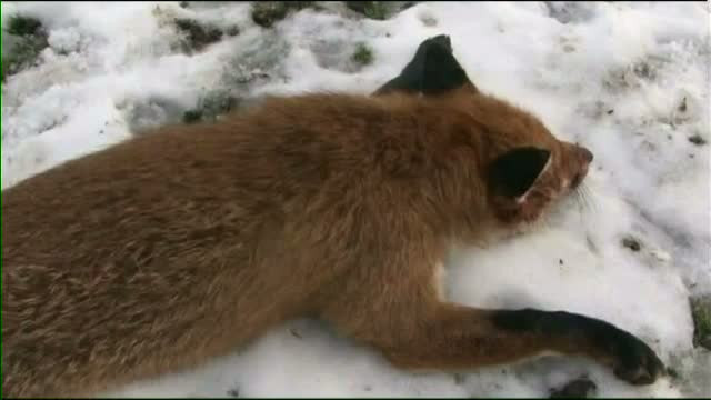 Romania isi vaccineaza vulpile din avion. Autoritatile vor ca sa previna infectiile cu virusul care produce "efectul zombi"