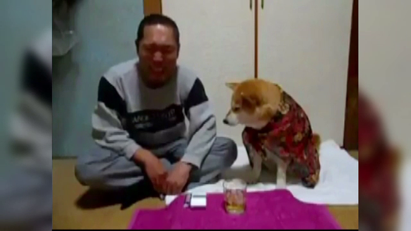 Reactia unui catel atunci cand stapanul sau duce paharul cu alcool la gura. VIDEO