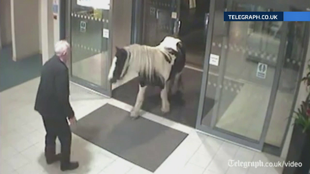 Un ponei, "evadat" de la o ferma, a fost surprins de camere in timp ce intra in sediul politiei, in Anglia