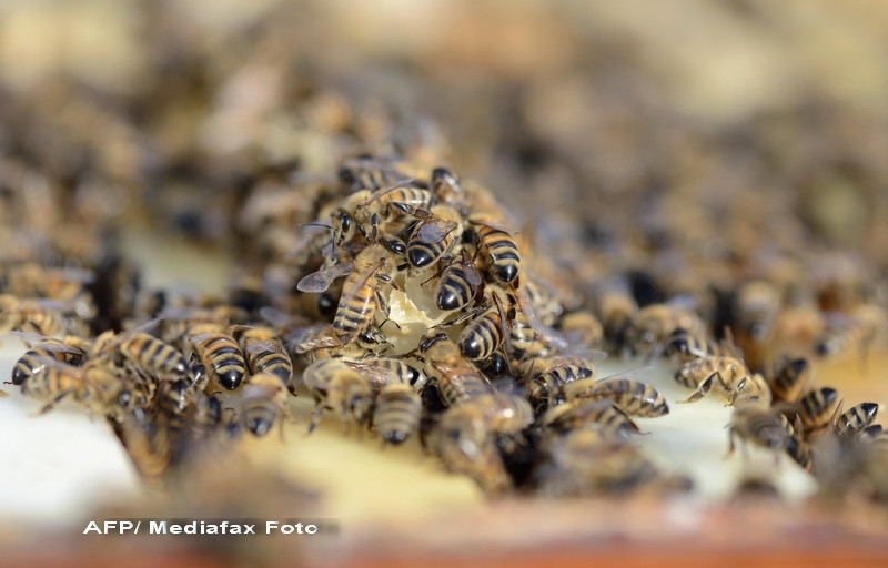 O femeie din Maramures a murit de la o intepatura de albina. Medicii din Romania trag un semnal de alarma