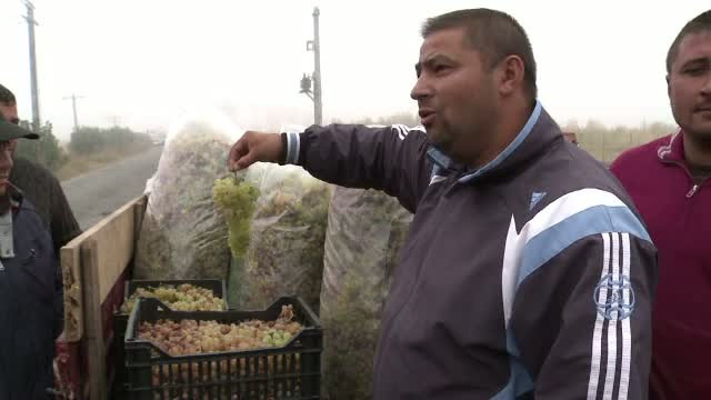 In cautarea boabei perfecte. Oameni din toata tara au venit in Vrancea, unde viticultorii au scos la vanzare tone de struguri