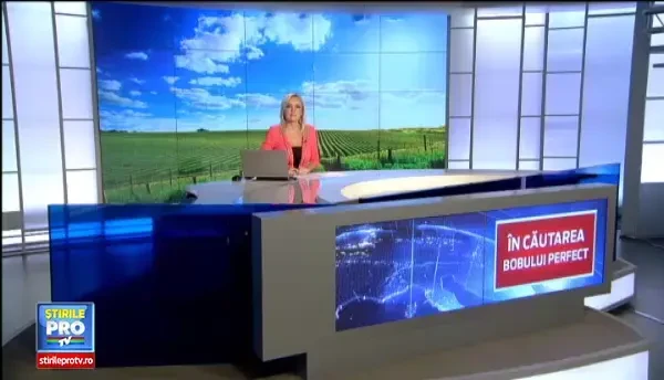 In cautarea boabei perfecte. Oameni din toata tara au venit la Vrancea, unde viticultorii au scos la vanzare tone de struguri