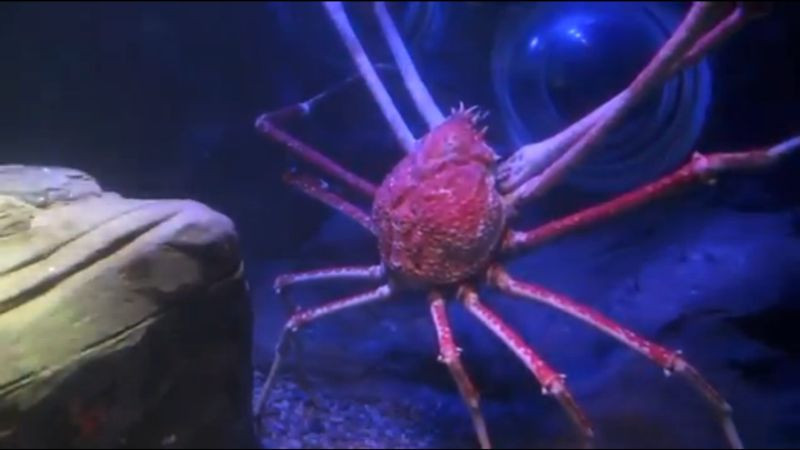 Un orasel din Marea Britanie are propriul lui monstru, asemenea celui din Loch Ness. Vietatea are peste 15 metri