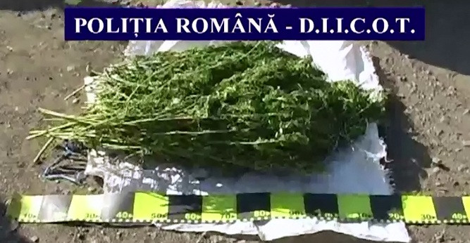 Cinci kilograme de canabis au fost descoperite de politisti in curtea unui barbat de 57 de ani din Galati