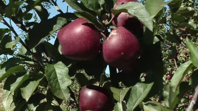 Un preot din Salaj a reusit sa transforme satul sarac intr-un loc cu profit. Pomii fructiferi i-au salvat pe sateni