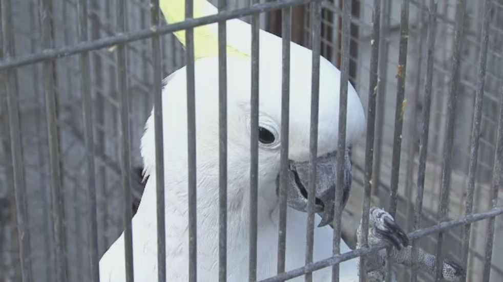 Si-a gasit papagalul vorbitor de limba engleza dupa patru ani de cautari. Primele cuvinte ale pasarii. VIDEO