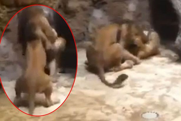 Imagini socante la o gradina zoologica din Polonia. O leoaica a fost ucisa de un mascul, sub privirile ingrozite ale copiilor