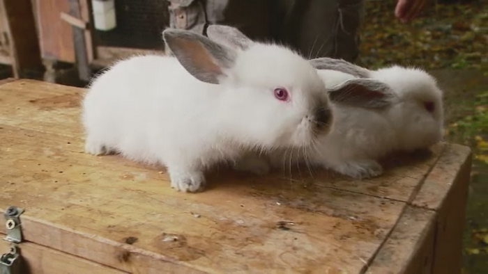 "Uriasul de Transilvania", iepurele care este tot mai cautat de romani. Un exemplar poate ajunge sa depaseasca 8 kilograme