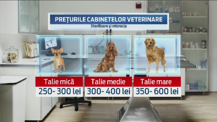 Romanii mai au trei luni la dispozitie pentru sterilizarea cainilor. Ce risca in caz contrariu si cat costa operatia