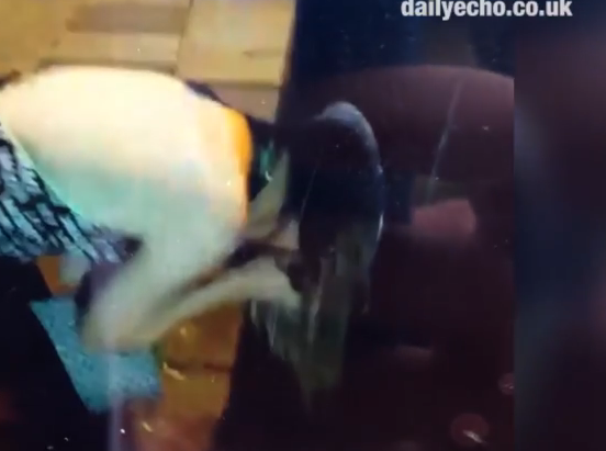 O studenta beata, din Marea Britanie, a ramas blocata intr-un tomberon in timp ce cauta sticle cu alcool. VIDEO