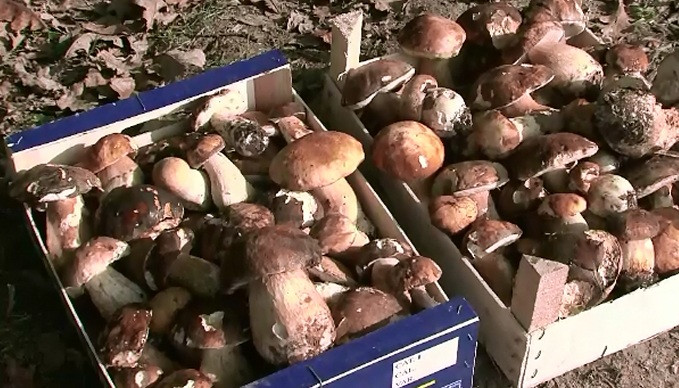 Zeci de oameni, la camera de garda dupa ce au mancat ciuperci otravitoare. Doi copii si cinci adulti sunt in coma