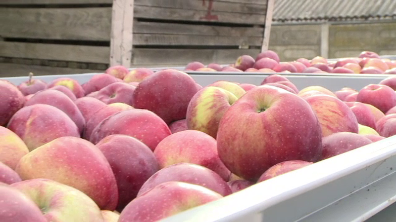 Programul "Fructe in scoli", fara fructe. Elevii nu vor manca mere pentru ca autoritatile nu au organizat licitatiile la timp