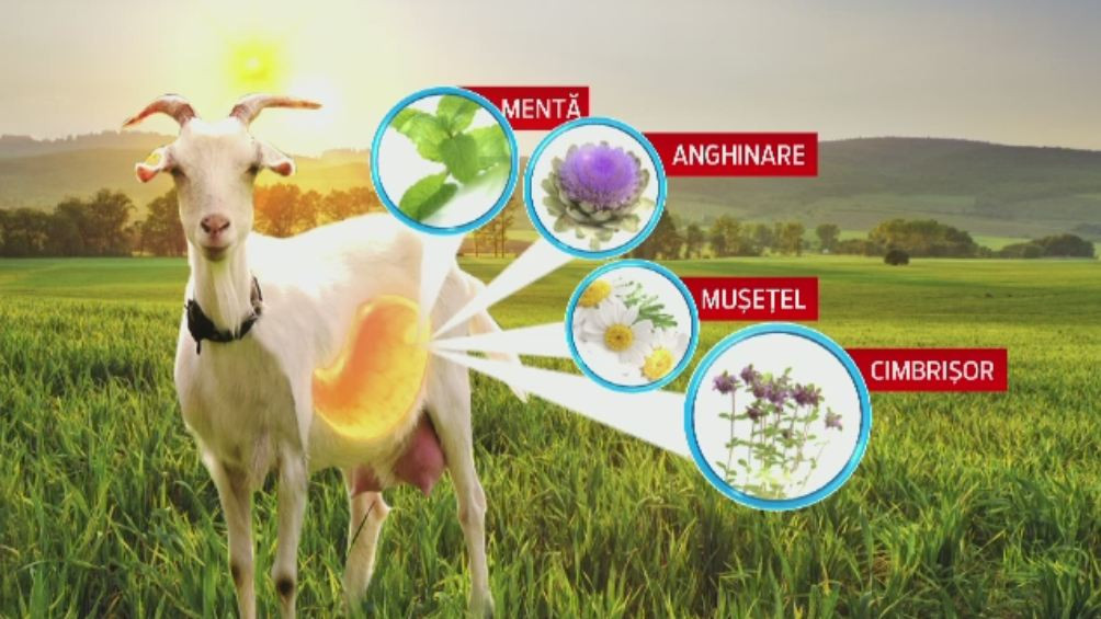 Laptele medicinal pe care doi frati din Salaj se lauda ca il vand. Ce contine si de ce expertii il considera foarte sanatos