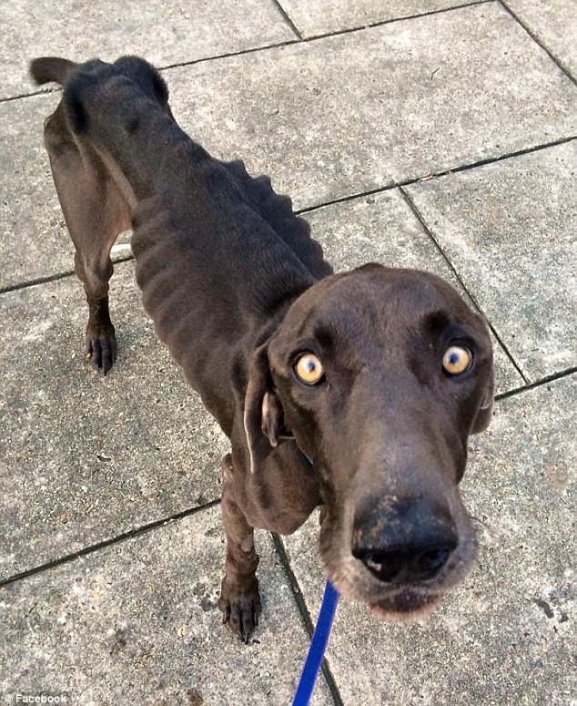 Povestea lui Alex, cainele care s-a hranit doar cu pietre si crengute, salvat in ultima clipa de iubitori de animale