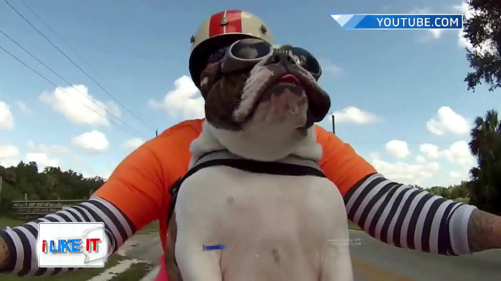 iLikeIT. Viralul saptamanii. Ce face acest buldog in timp ce merge pe motocicleta, atunci cand vede un pieton