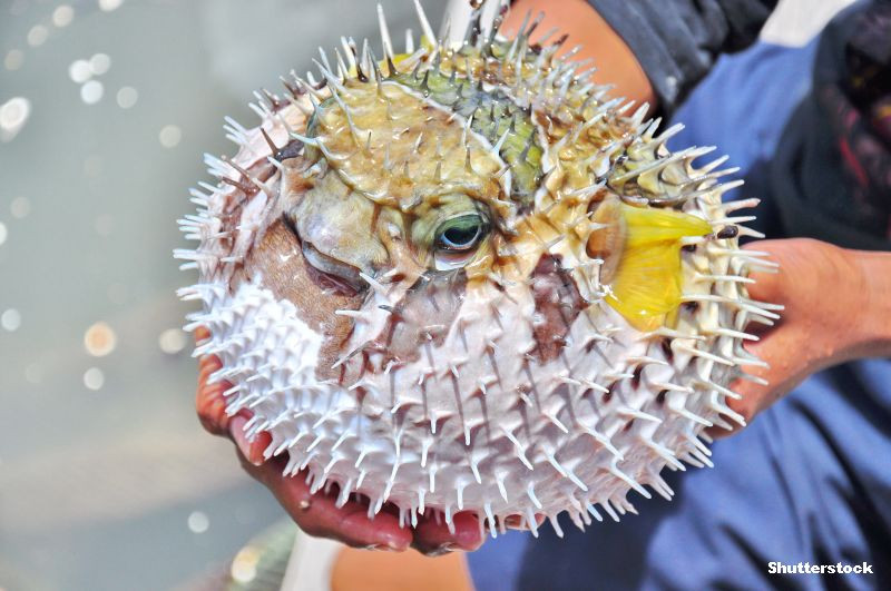 Au ajuns in stare critica la spital dupa ce au mancat, fara sa stie, cel mai veninos peste din lume. “Asteptam o minune"