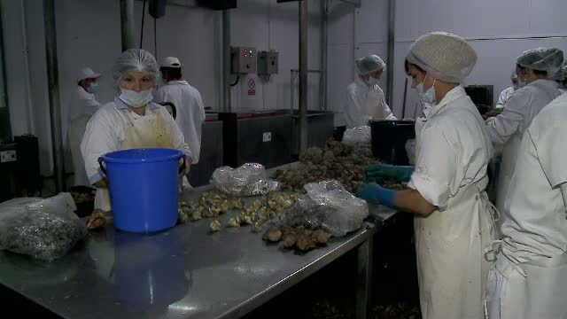 Afacerea care i-a imbogatit pe doi romani. Povestea de succes a sotilor Constantinescu, care au dat lovitura cu... rapanele