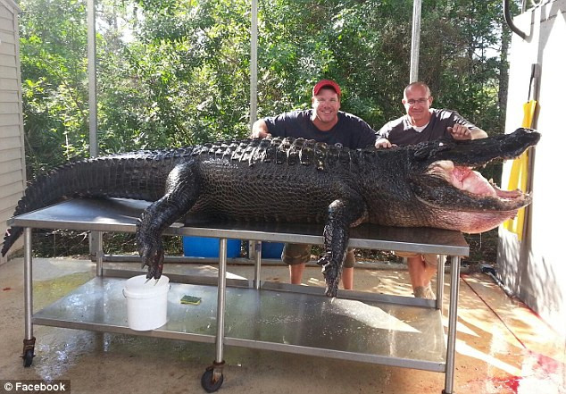 "L-am prins cu mainile goale". Cum au reusit sa captureze un aligator de 347 de kilograme. FOTO