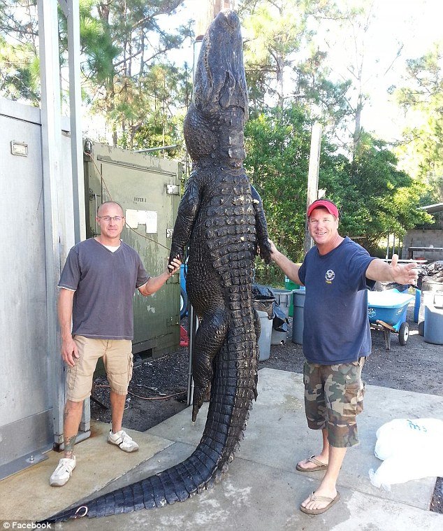aligator