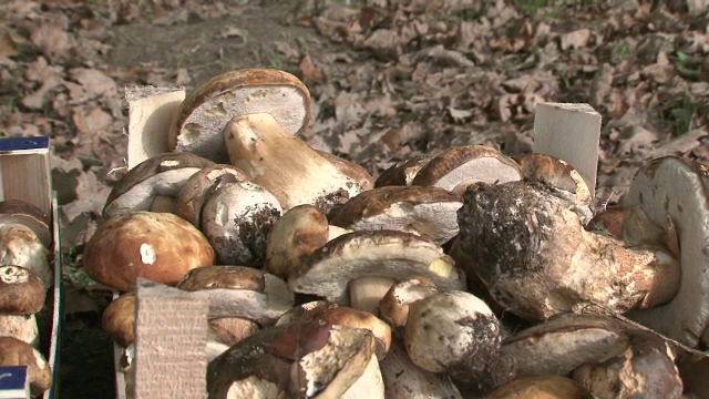 O educatoare de 59 de ani, din judetul Satu Mare, a murit din cauza ciupercilor otravitoare. Mama ei a scapat ca prin minune