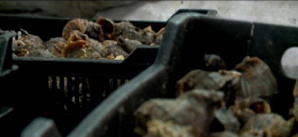 In supermarketurile din Romania, un kilogram se vinde cu 70 de lei. Afacerea care i-a imbogatit pe acesti romani. VIDEO