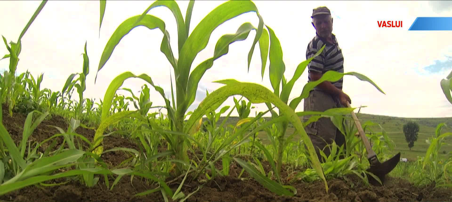 Cum se face agricultura la limita supravietuirii in Romania. Peste 90% dintre proprietati sunt in aceasta situatie
