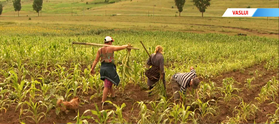 Cum se face agricultura la limita supravietuirii in Romania. Peste 90% dintre proprietati sunt in aceasta situatie