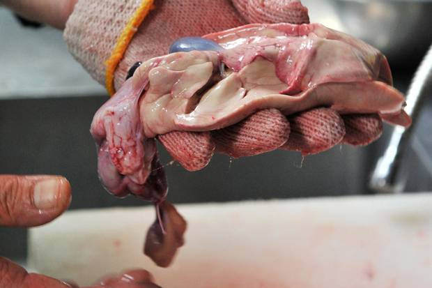 Ce au patit 11 persoane dupa ce au gatit si mancat, din greseala, cel mai veninos peste din lume! FOTO