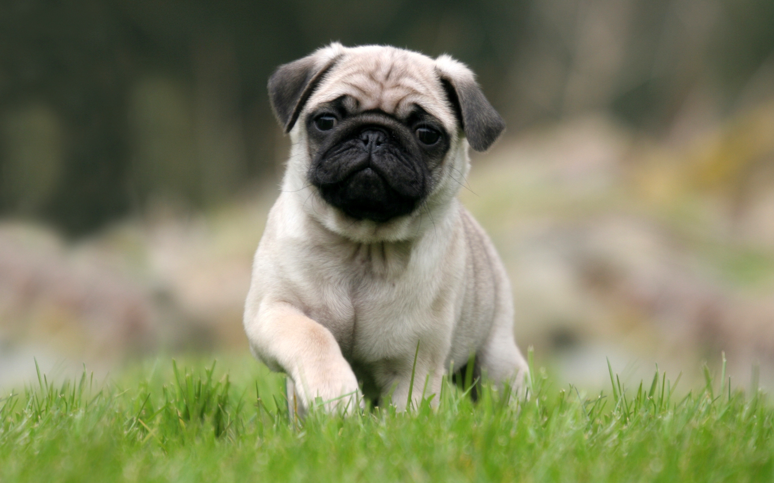 pug