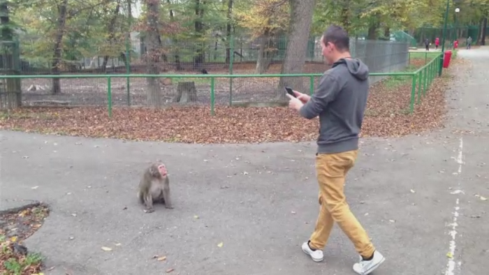 Atractia neobisnuita de la Gradina Zoologica din Targu Mures. Un macac japonez este "pe fuga" de trei luni