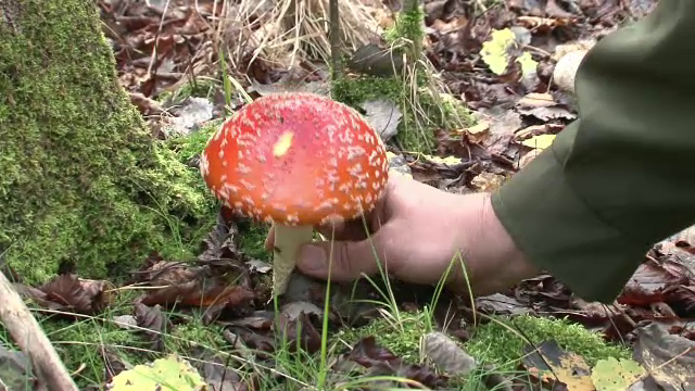 O educatoare de 59 de ani din judetul Satu Mare a murit din cauza ciupercilor otravitoare. Avertismentul specialistilor