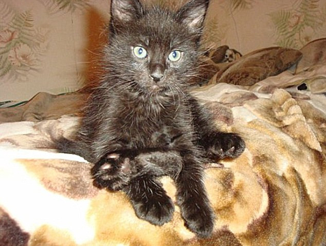 Motanul care a adus bucurie in viata stapanilor sai, desi este supraponderal. Cum arata Maximus la 10 kilograme