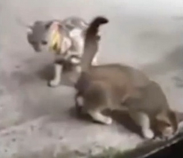 Curiozitatea era sa omoare pisica. Imaginile in care o mica felina a fost la un pas de moarte, din cauza unui... peste. VIDEO