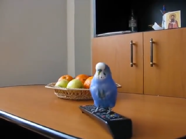 Postarea lui Mircea Geoana de pe Facebook, care a adunat mii de like-uri: "Sunt unii politicieni care seamana mult cu el"