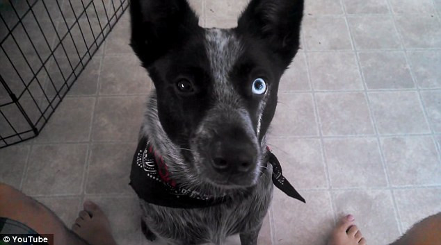 Cainele care a fost invatat de stapan sa-i aduca bere din frigider. Cum reuseste sa isi indeplineasca "misiunea"