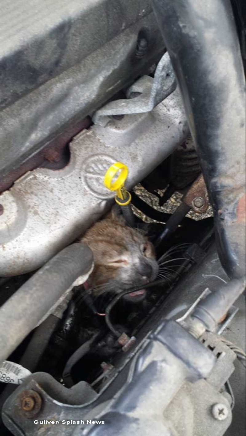 Un motan a supravietuit miraculos dupa ce a stat 2 ore langa motorul incins al unei masini. GALERIE FOTO