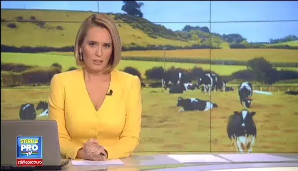 Romanii refuza sa dea vacile de lapte pe vacile de carne. Cati bani pierd in fata fermierilor de peste hotare