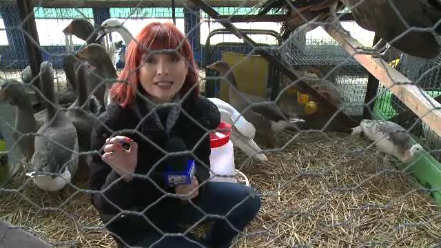Adriana Stere in cusca cu gaste