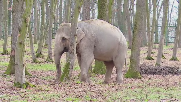 Noua atractie la Gradina Zoologica din Targu Mures. Femela elefant va avea companie, dupa ce a trecut printr-o depresie