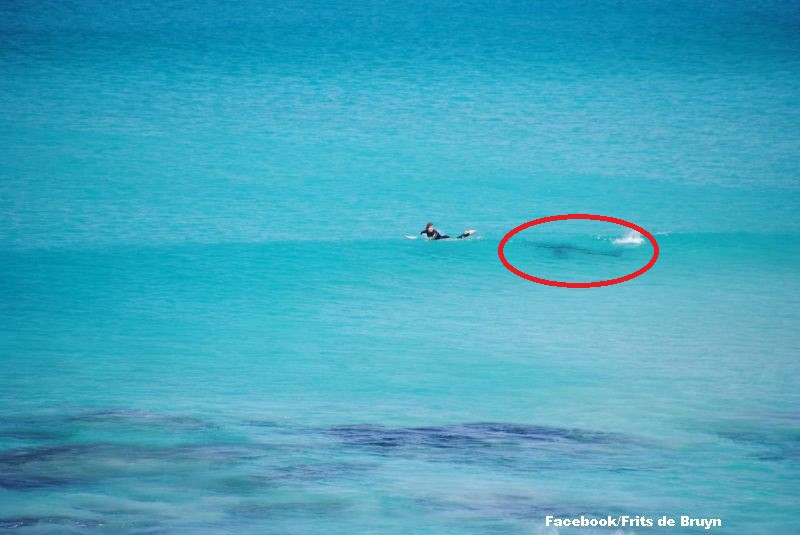 Intalnire de gradul zero intre un surfer si un rechin, in largul oceanului. Fotografiile unui turist au devenit viral