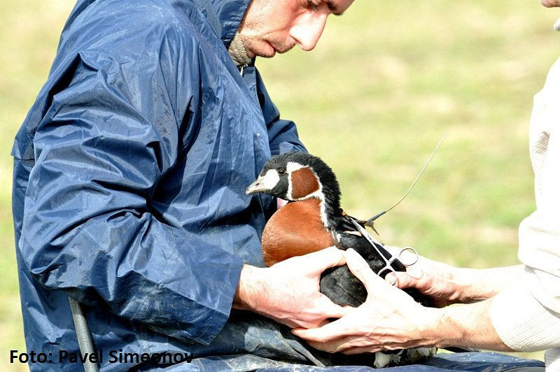 Decebal a revenit in Romania. Gasca cu gat rosu, monitorizata prin satelit, a zburat peste 9000 km, pana in Siberia si inapoi