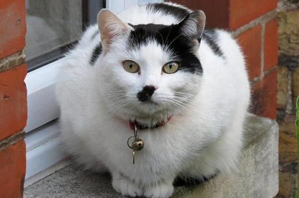 Un motan a fost batut cu salbaticie de cativa tineri pentru ca "seamana cu Hitler". Cum arata dupa 5 luni de tratament