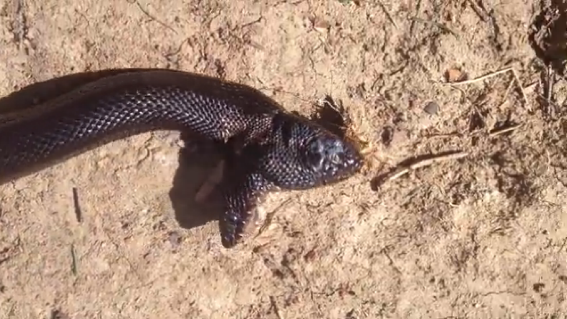 Barbatul din SUA care are o colectie de serpi cu doua capete. Cum arata ultima sa "achizitie"