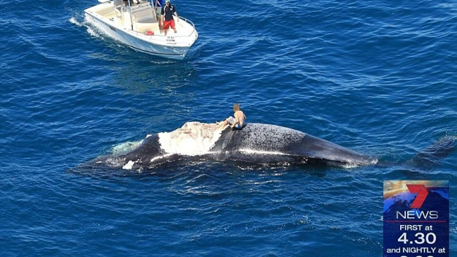 Gestul inconstient al unui australian. S-a urcat pe o balena moarta, in timp ce rechinii se hraneau din ea