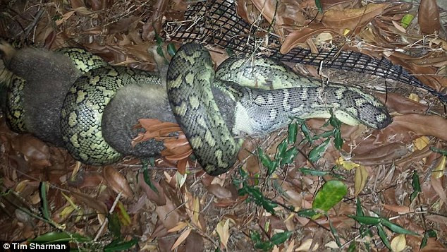 Imagini incredibile facute de un barbat din Australia. Un sarpe incearca sa inghita un oposum. FOTO