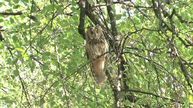 "Invazia" bufnitelor din Satu Mare. Motivul pentru care rapitoarele si-au facut casa in copacii din centrul orasului
